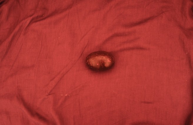 Our Helthy Food _DSC0228 800